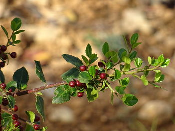 Close-up of berries growing on tree