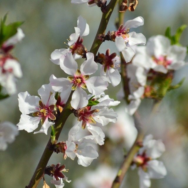 flower, freshness, branch, cherry blossom, fragility, growth, tree, focus on foreground, white color, cherry tree, beauty in nature, petal, blossom, close-up, nature, twig, apple blossom, apple tree, fruit tree, in bloom