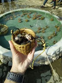 Close-up of hand holding crab