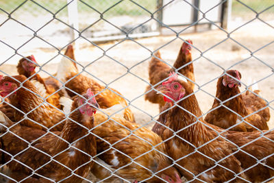 Close-up of birds in cage