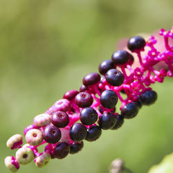 Close-up of berries growing on plant