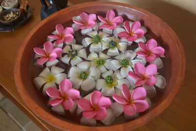 Close-up of pink flowers