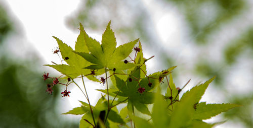 leaf