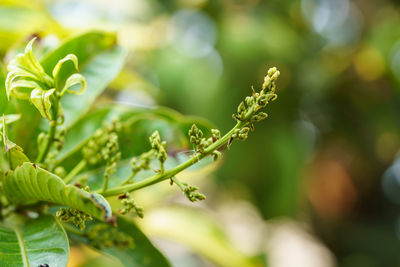 Close-up of fresh green leaves