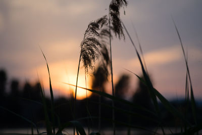 Close-up of silhouette plants on field against sky at sunset