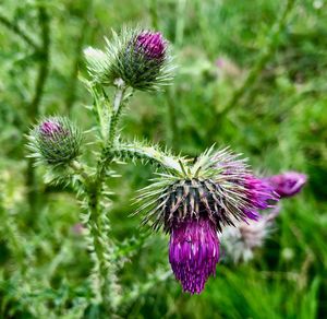 Close-up of thistle flower