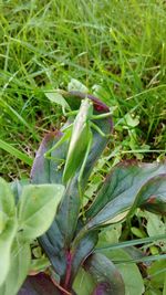 Close-up of plant