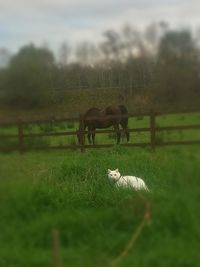 Horse grazing in field