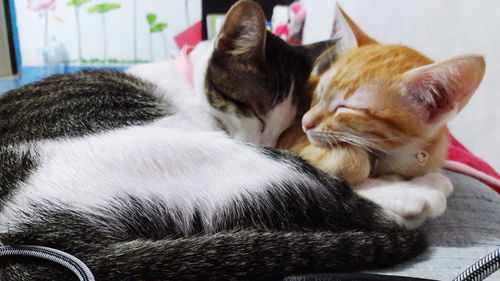 Close-up of cat sleeping