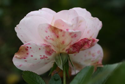 Close-up of pink rose flower