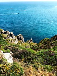 High angle view of plants by sea