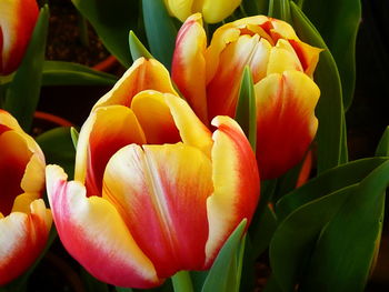 Close-up of yellow tulips