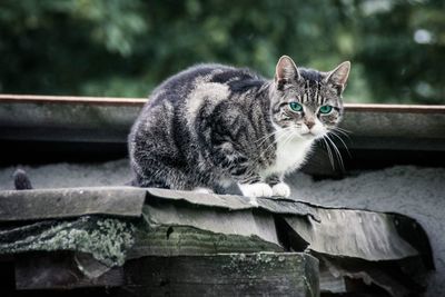 Cat sitting on table