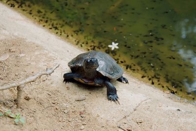 High angle view of a turtle