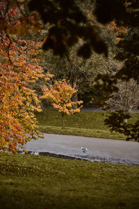 Scenic view of lake during autumn