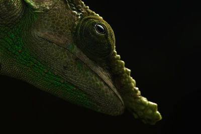 Close-up of lizard on black background