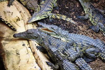 High angle view of crocodile in water