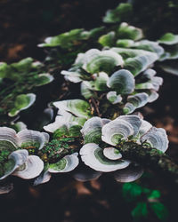Close-up of fern outdoors