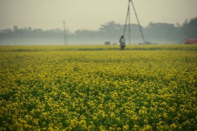 Scenic view of mustard field against sky