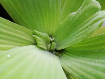 Full frame shot of water drops on green leaves