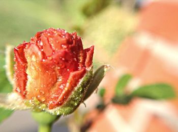 Close-up of red flowers