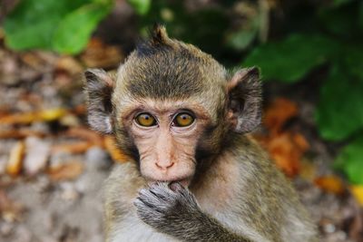 Close-up portrait of monkey eating food