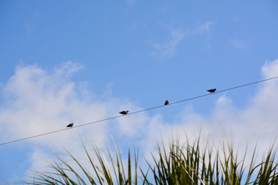 Low angle view of four birds perching on cable against sky