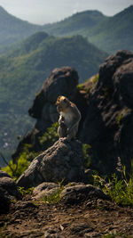 Elephant sitting on rock
