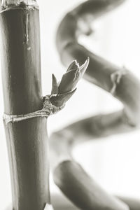 Low angle view of potted plant