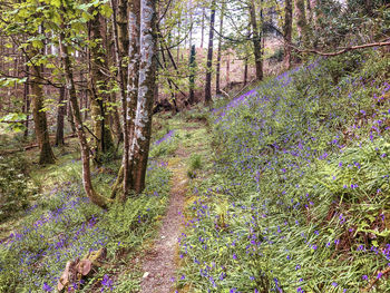 Trees growing in forest