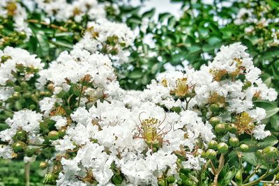 Close-up of white flowers on field