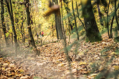 Trees in forest