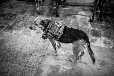 High angle view of police dog standing on footpath