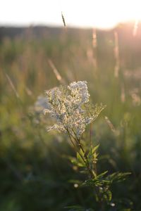 Close-up of flowering plant on field