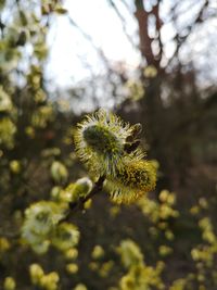 Close-up of yellow flowering plant