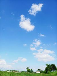 Low angle view of trees on field against blue sky