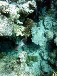 Close-up of fish swimming in sea