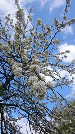 Low angle view of tree against blue sky