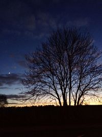 Silhouette bare tree against sky at night