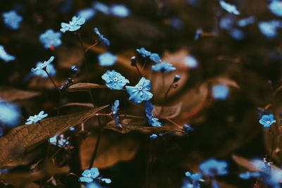 Close-up of blue flowers growing on plant