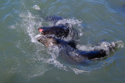 View of turtle swimming in sea