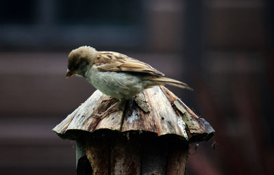 Close-up of bird perching on wooden post