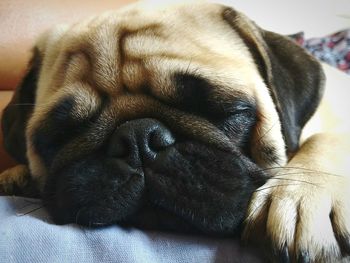 Close-up of dog sleeping