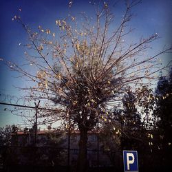 Low angle view of bare trees against sky