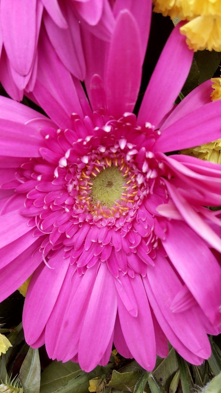 flower, petal, flower head, freshness, fragility, pink color, beauty in nature, close-up, growth, pollen, nature, single flower, pink, blooming, in bloom, stamen, plant, no people, outdoors, high angle view