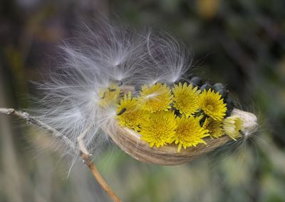 Close-up of yellow dandelion flower