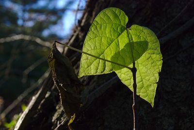 Close-up of green leaves