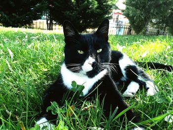 Portrait of a cat on field