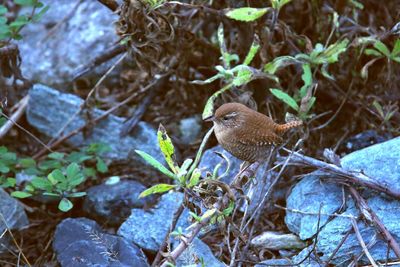 Close-up of bird perching on plant