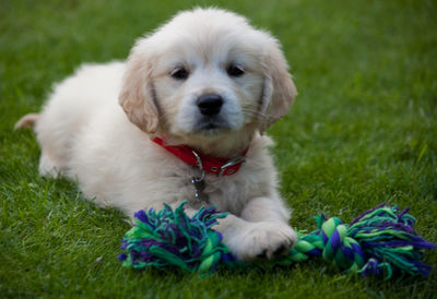 Close-up portrait of white dog on grass